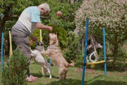 Szenenfoto: Frau spielt mit zwei kleinen Hunden im Garten